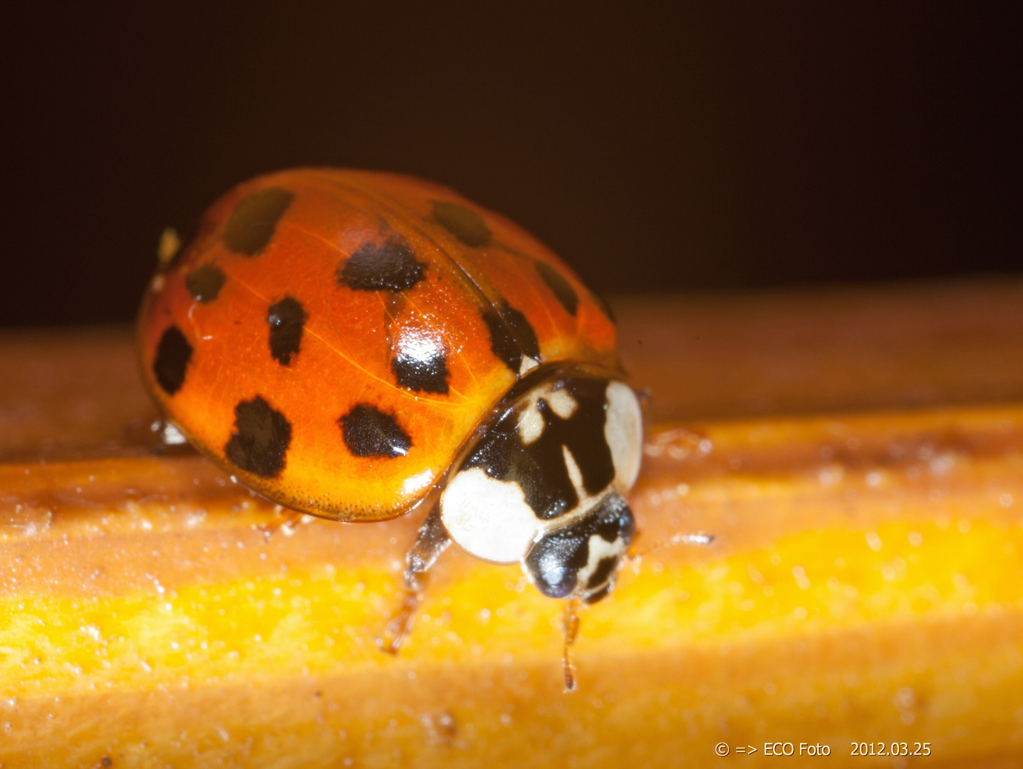 Marienkäfer mit deutschem (schwarz rot goldenem) Hintergrund