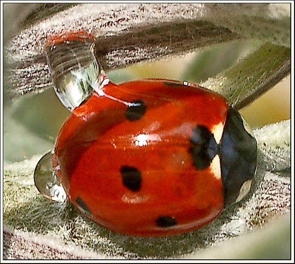 Marienkäfer mit EBV