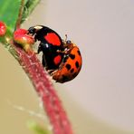 Marienkäfer mit Gefühle !