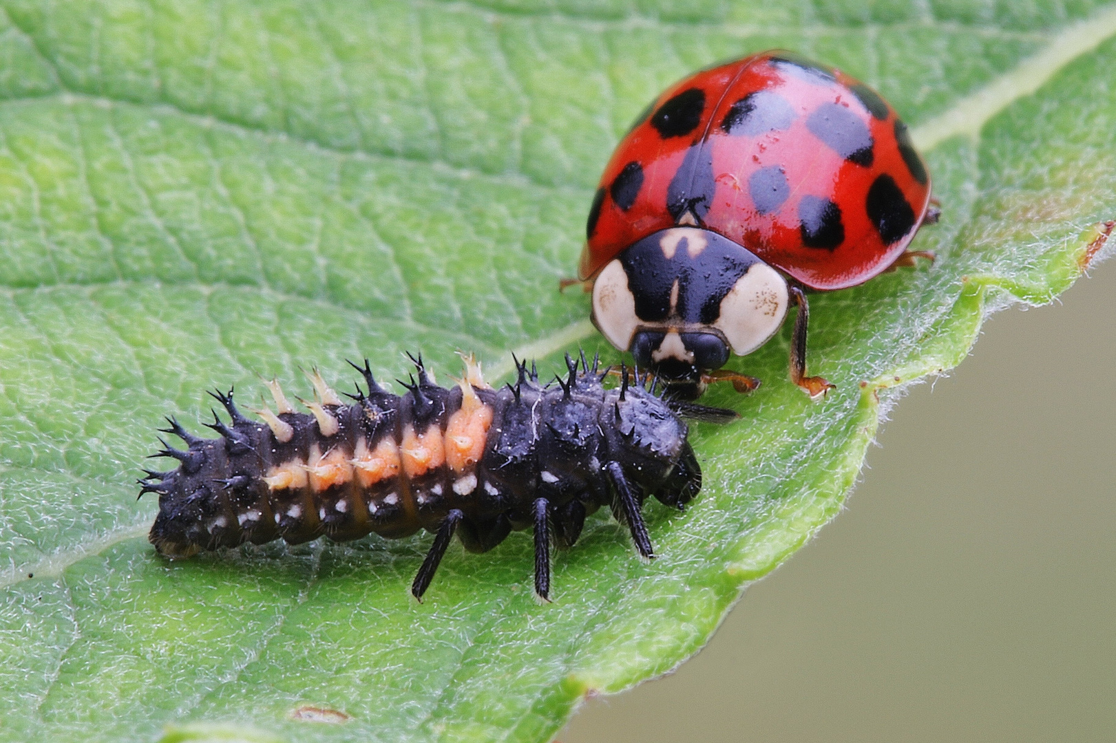 Marienkäfer mit Marienkäferlarve Foto & Bild | natur ...