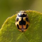 Marienkäfer mit Smiley-Gesicht - Propylea quatuordecimpunctata