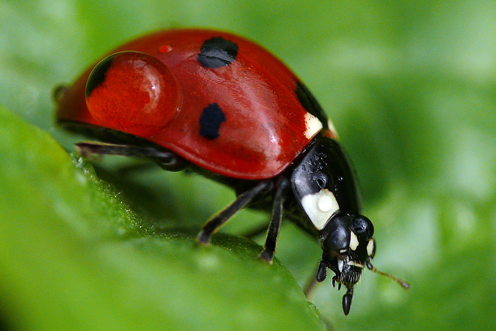 Marienkäfer mit Tautropfen