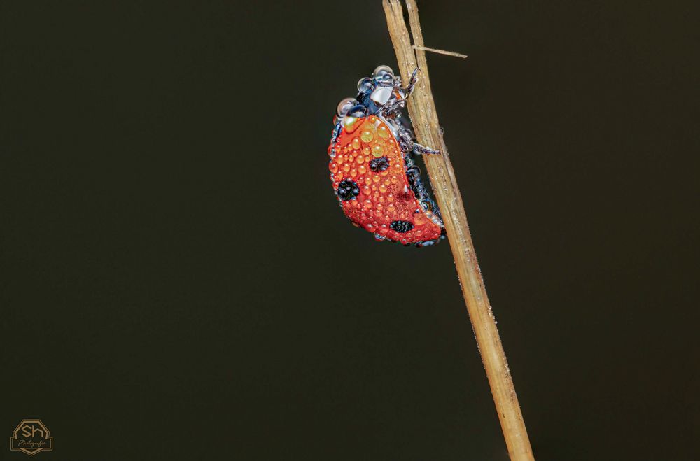 Marienkäfer mit Tautropfen