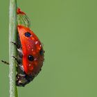 Marienkäfer mit Tautropfen