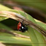 Marienkäfer - mit Verspätung.......