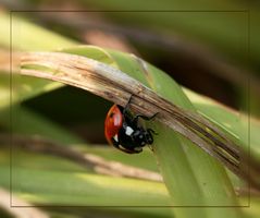 Marienkäfer - mit Verspätung.......