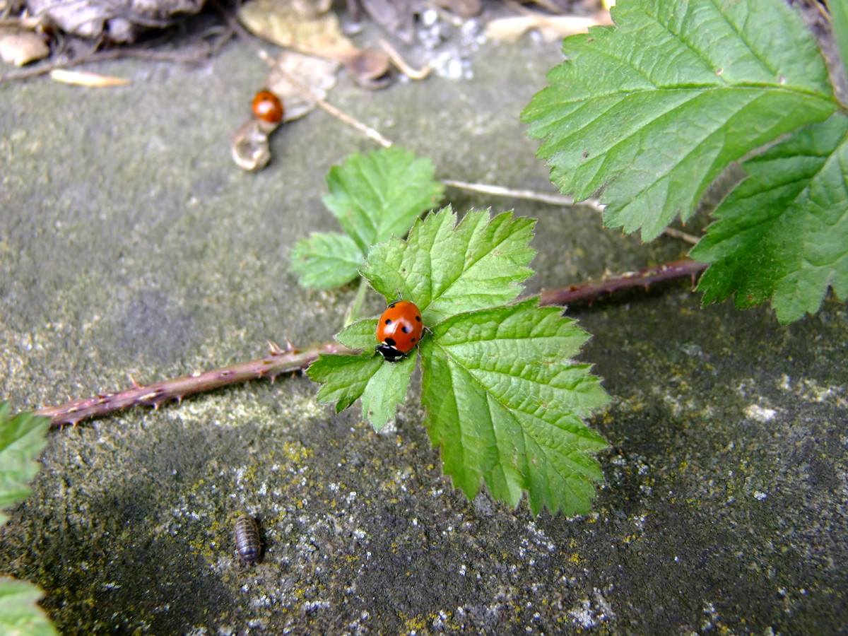 marienkäfer mit wanze, auf der mauer auf der lauer.