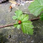 marienkäfer mit wanze, auf der mauer auf der lauer.