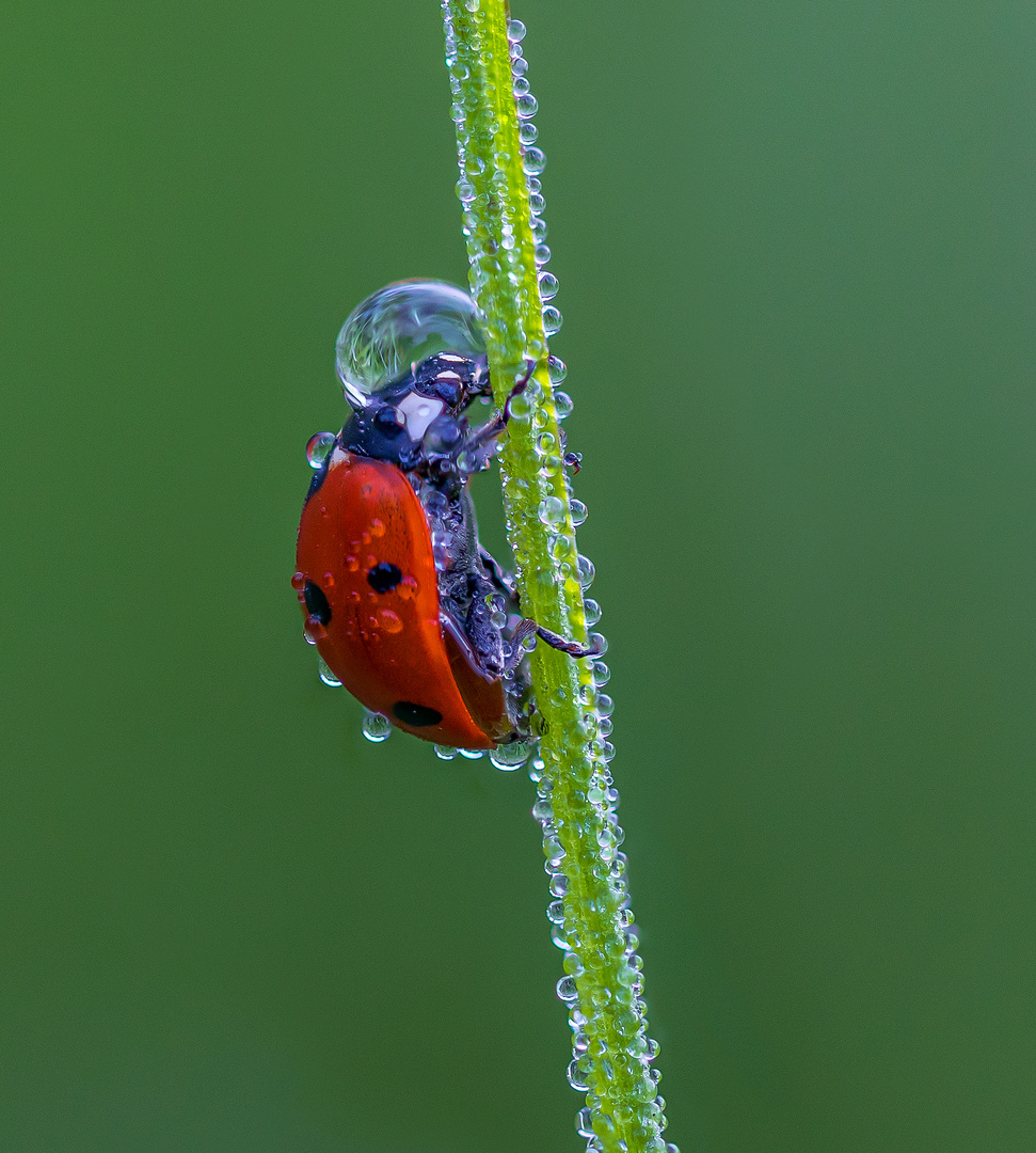 Marienkäfer mit Wassertropfen