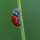 Marienkäfer mit Wassertropfen