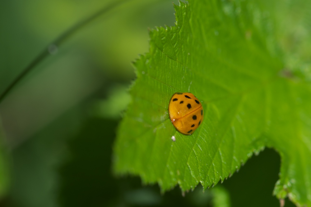 Marienkäfer Modell Sommer 2011