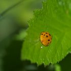 Marienkäfer Modell Sommer 2011