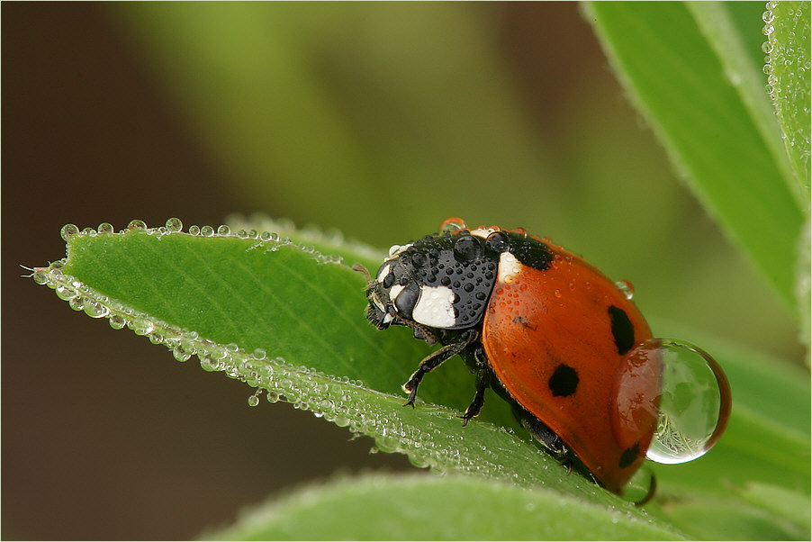 Marienkäfer nach dem nächtlichen Regen