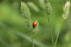 Marienkäfer nach dem Regen