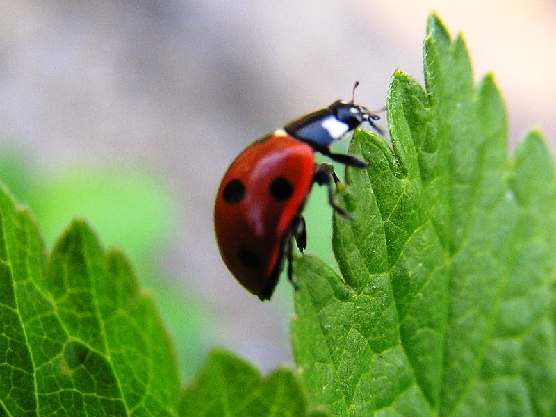 Marienkäfer oder Blatt