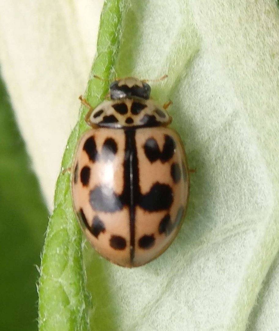 Marienkäfer Oenopia conclobata