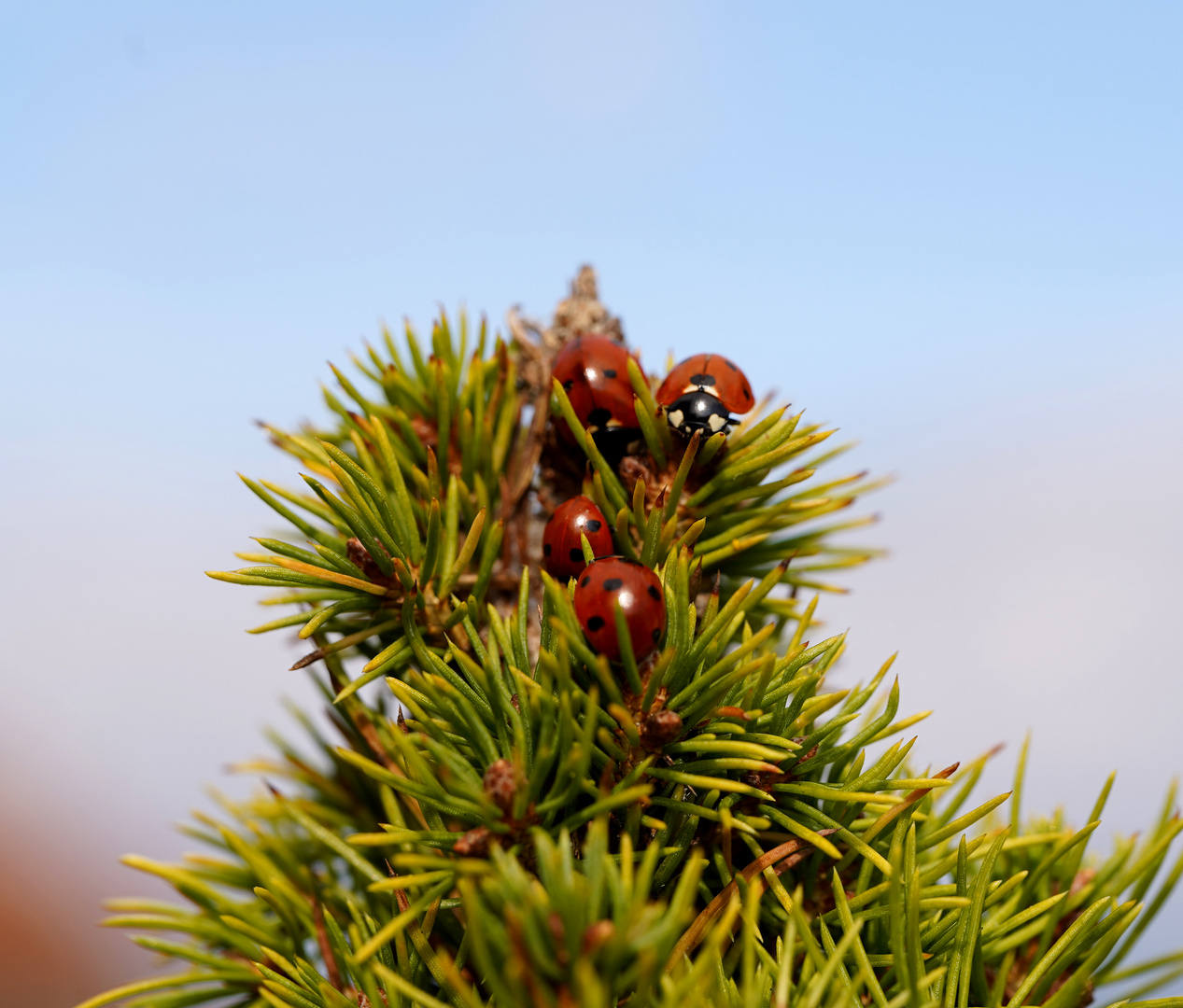 Marienkäfer on Top