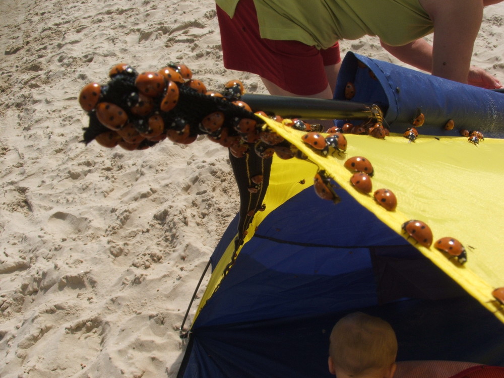 Marienkäfer plage auf Usedom