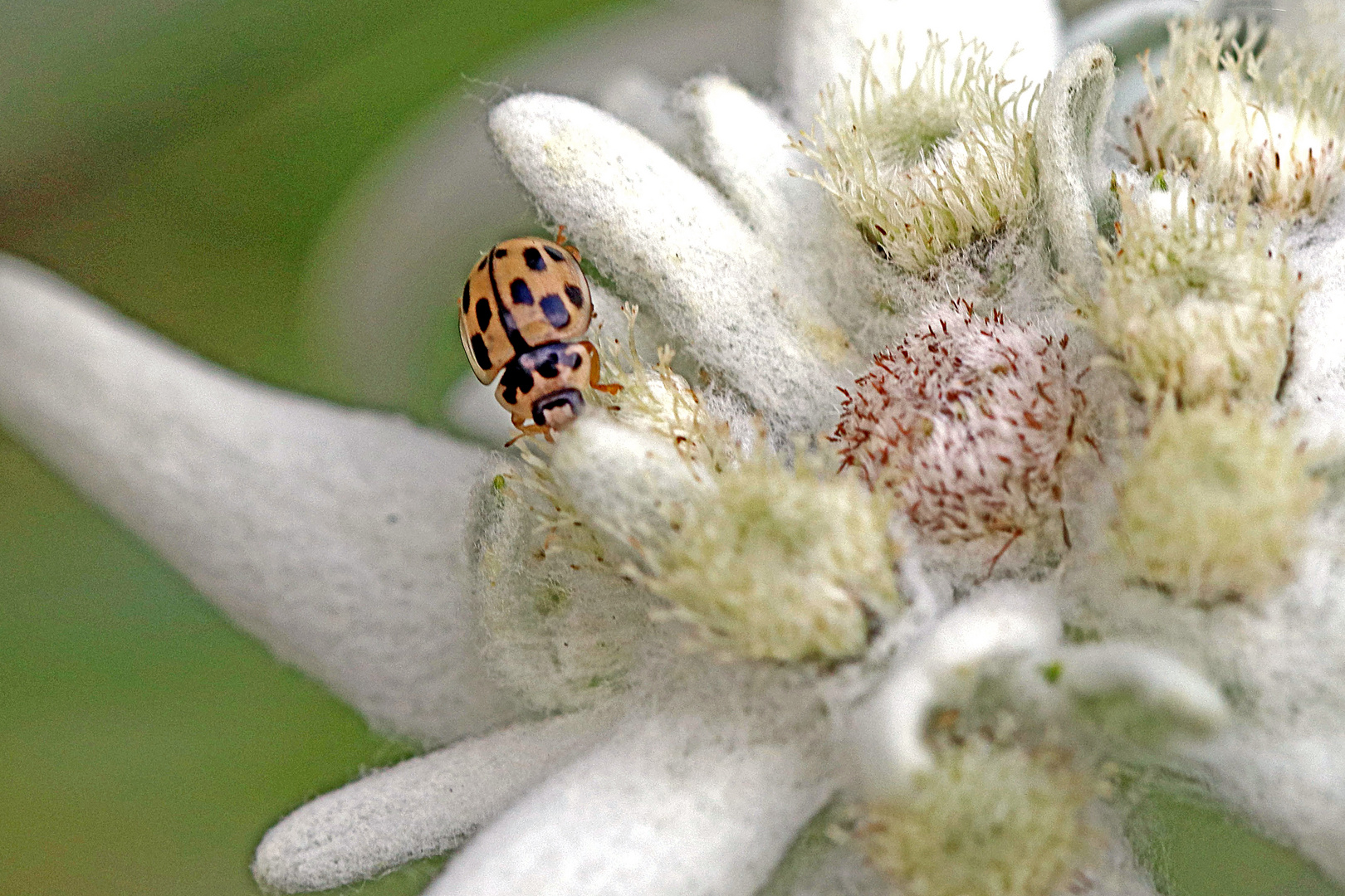 Marienkäfer (Propylea quatuordecimpunctata)-2