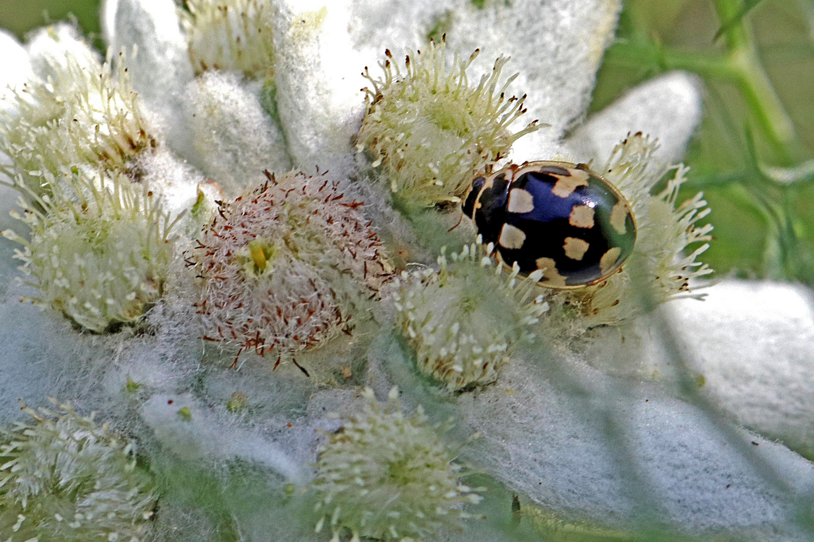 Marienkäfer (Propylea quatuordecimpunctata)