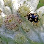 Marienkäfer (Propylea quatuordecimpunctata)