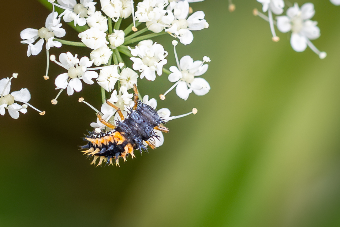 Marienkäfer Puppe