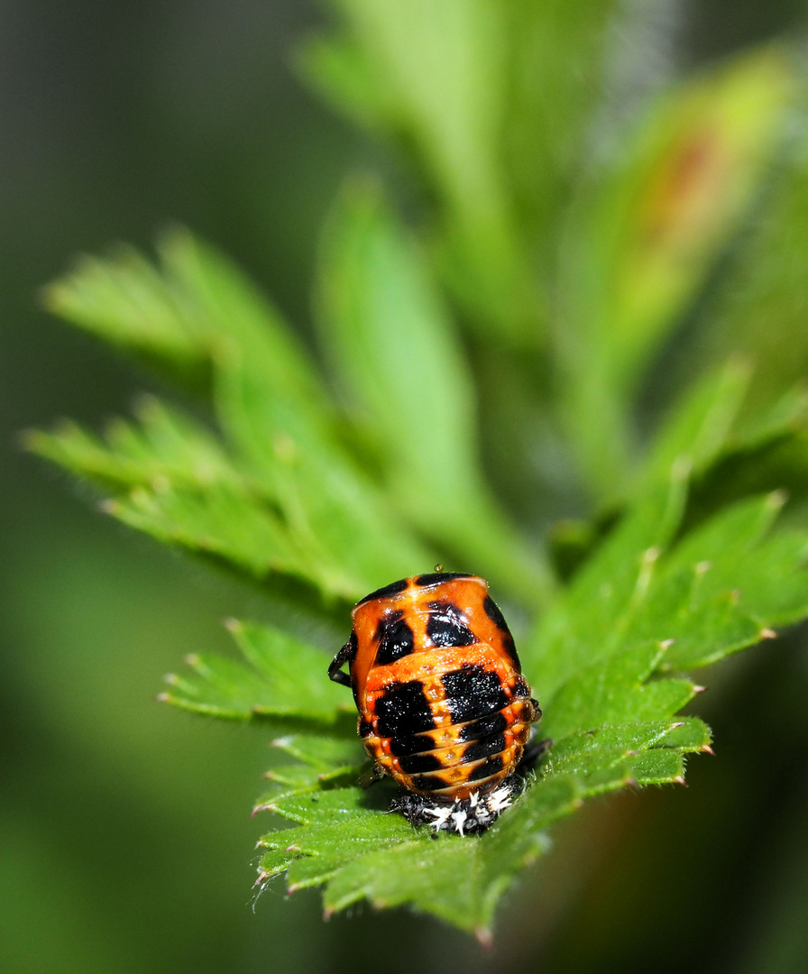 Marienkäfer Puppe 