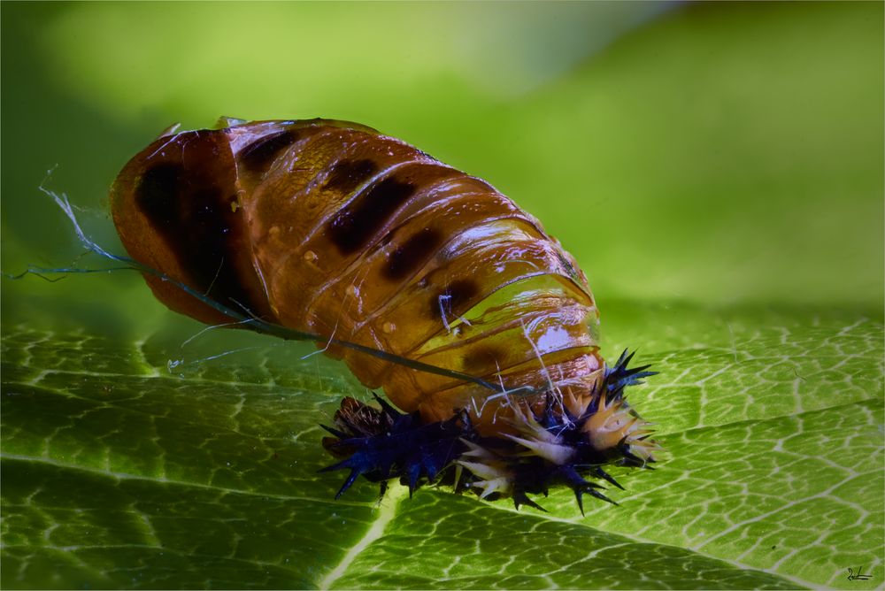 Marienkäfer Puppe