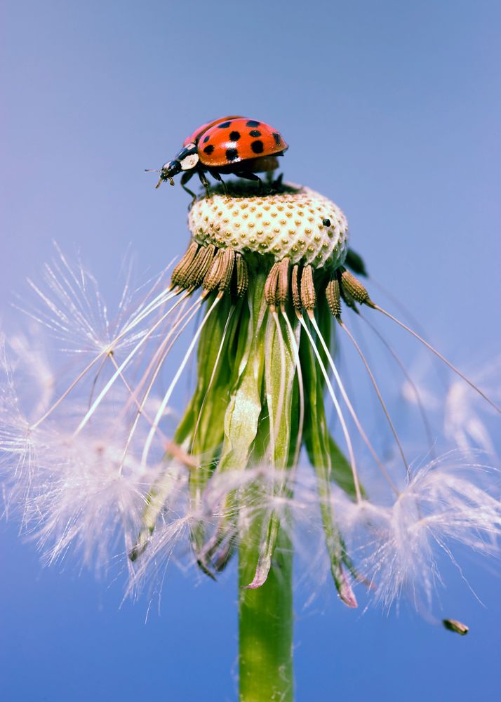 Marienkäfer Pusteblume