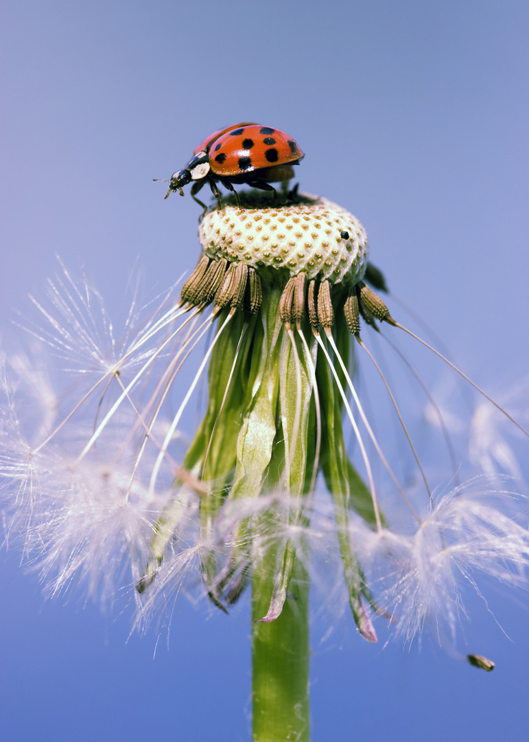 Marienkäfer Pusteblume