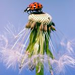 Marienkäfer Pusteblume