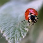 Marienkäfer ruht sich aus .... 