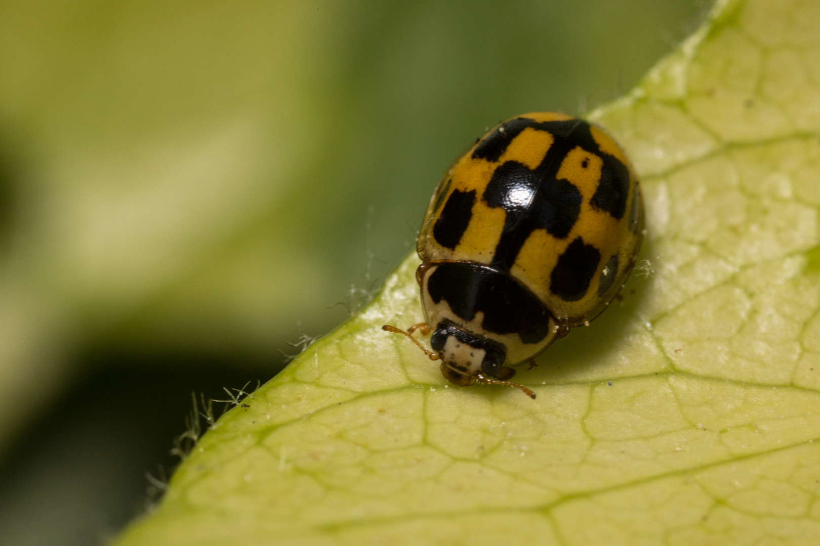 Marienkäfer (Schachbrett-Marienkäfer)