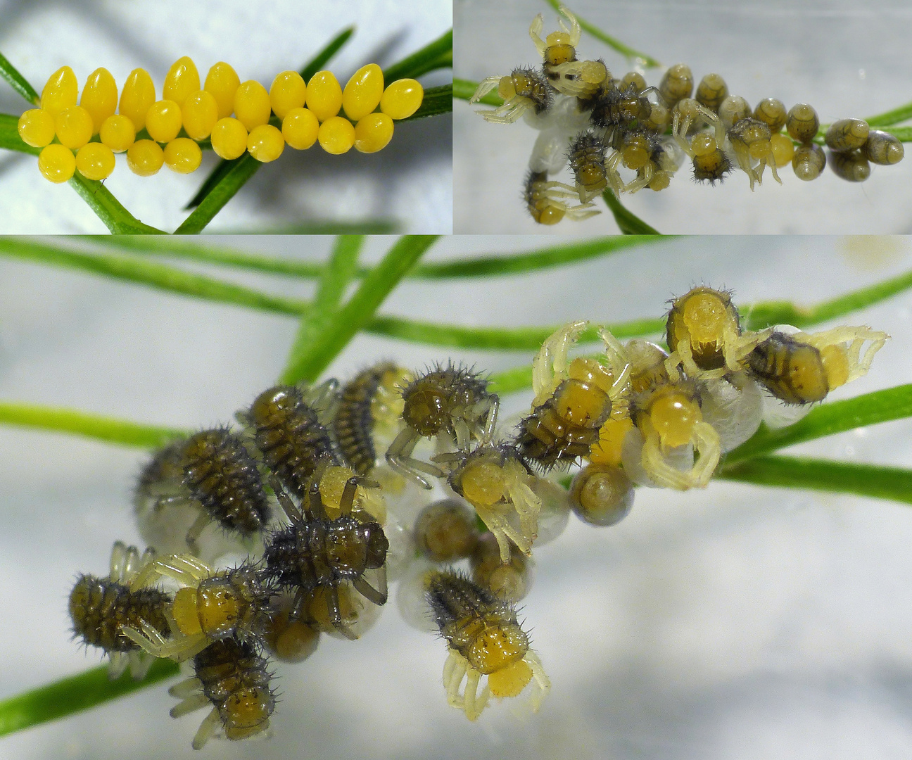Marienkäfer schlüpfen aus dem Ei Foto & Bild tiere, wildlife, insekten Bilder auf Marienkäfer schlüpfen aus dem Ei Foto & Bild tiere, wildlife, insekten Bilder auf