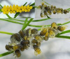 Marienkäfer schlüpfen aus dem Ei