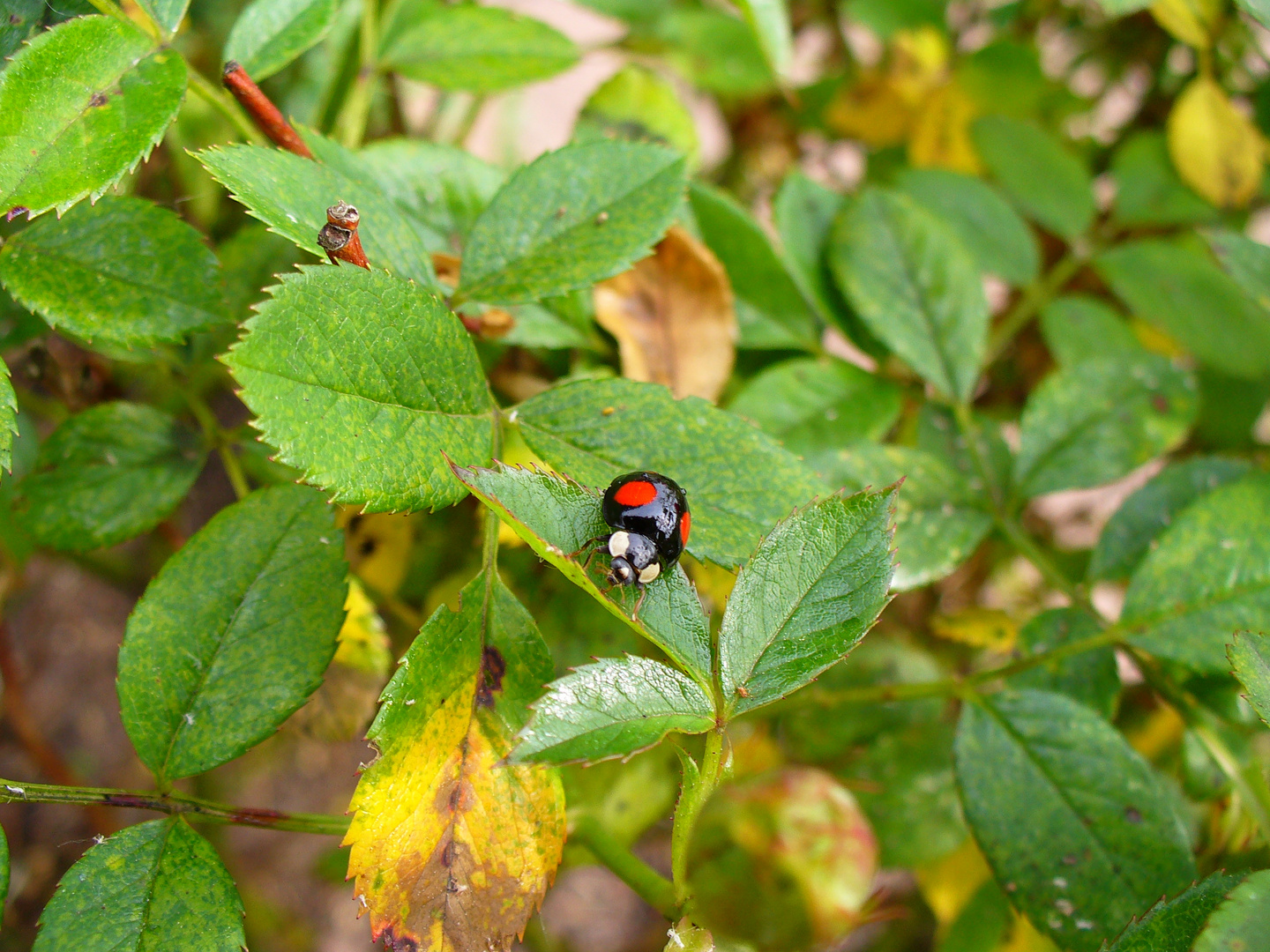 Marienkäfer, schwarz 2