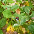 Marienkäfer, schwarz 2