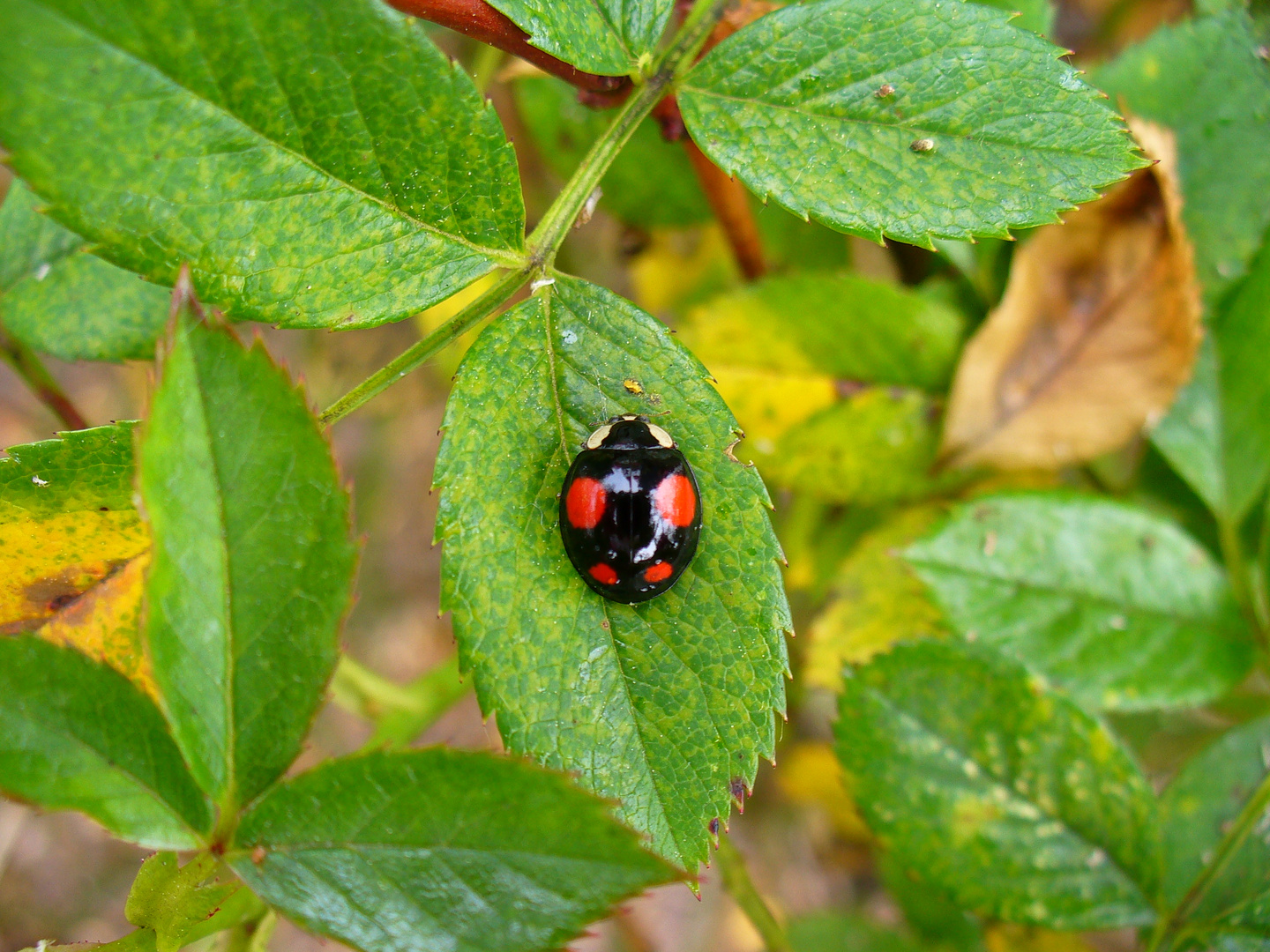 Marienkäfer, schwarz 3