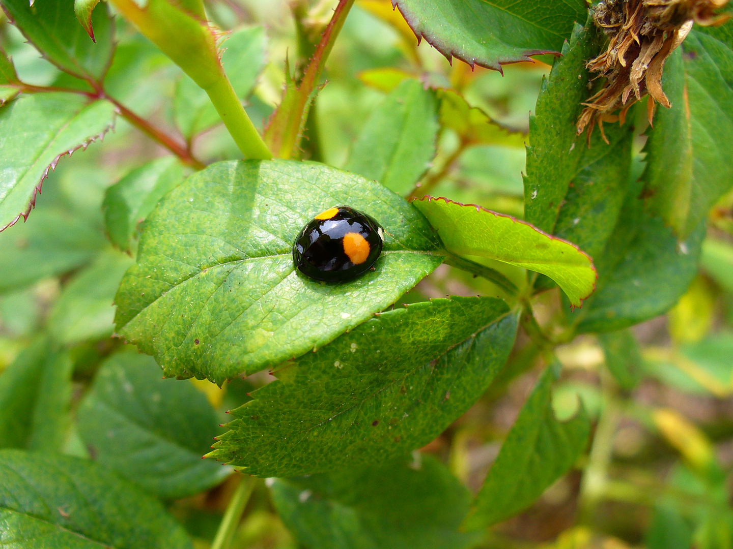 Marienkäfer, schwarz