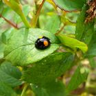 Marienkäfer, schwarz