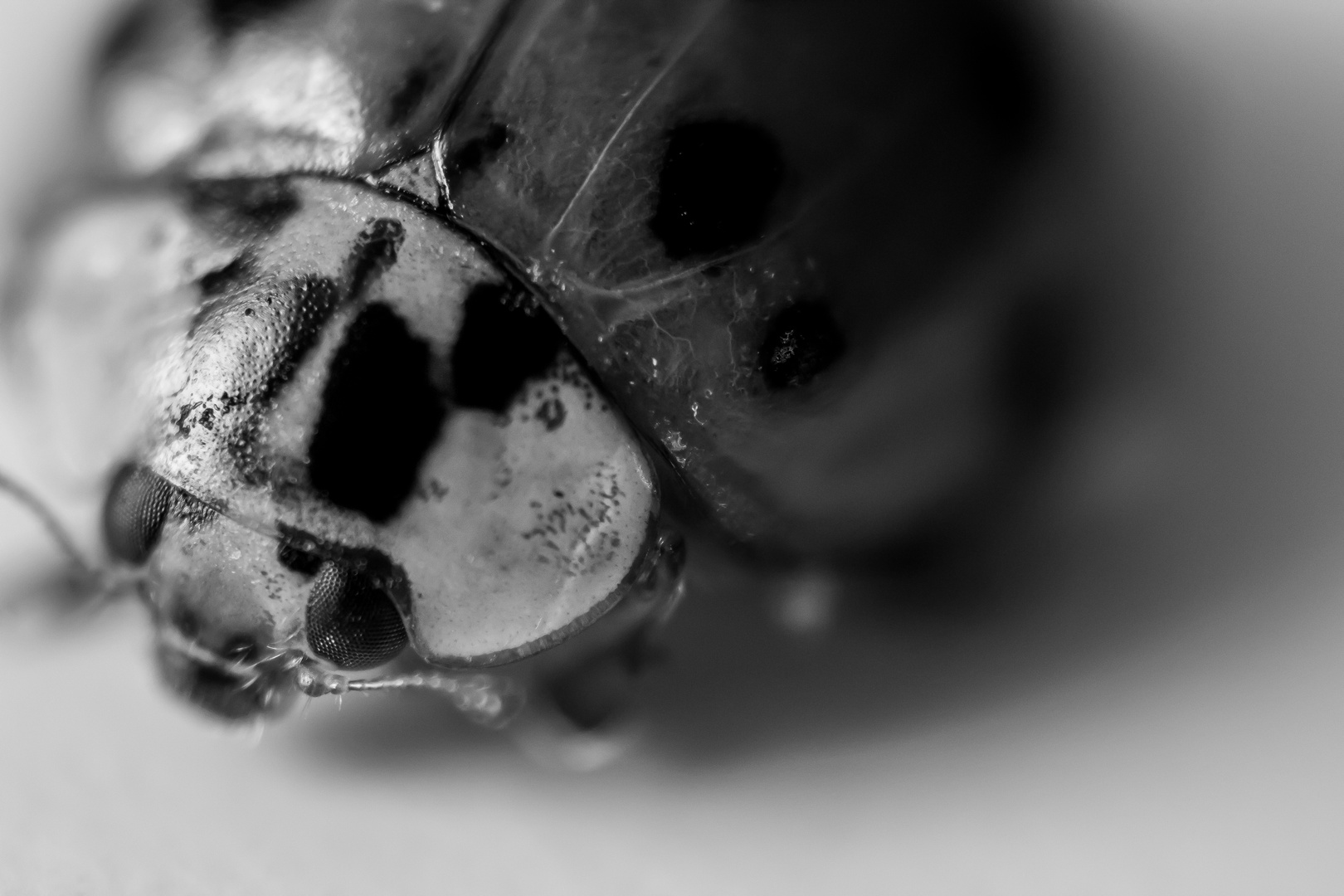 Marienkafer Schwarz Weiss Foto Bild Tiere Privat Natur Bilder Auf Fotocommunity
