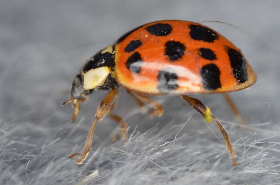 Marienkäfer sind kitzelig am Bauch