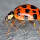 Marienkäfer sind kitzelig am Bauch