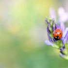 *Marienkäfer & Sommer°Farben*