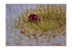 Marienkäfer spaziert auf der Gerbera Blüte