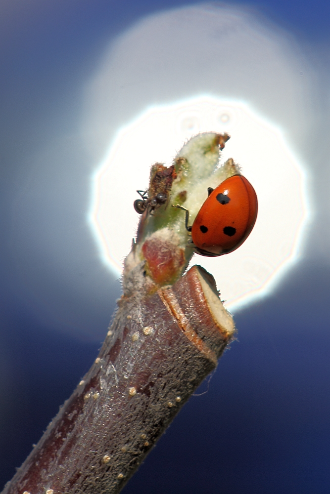 Marienkäfer und Ameise in der Sonnenreflexion