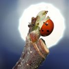 Marienkäfer und Ameise in der Sonnenreflexion