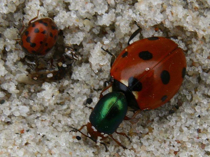 Marienkäfer und andere