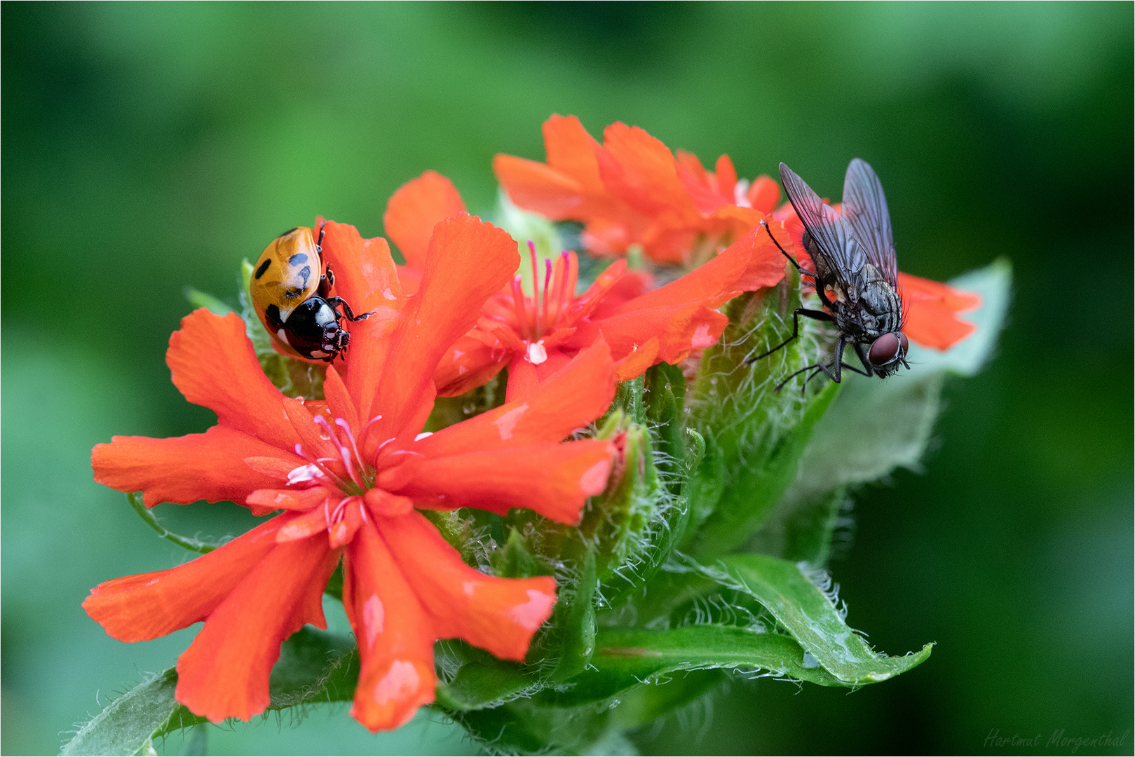 Marienkäfer und Fliege