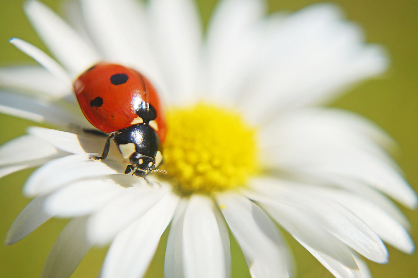 Marienkäfer und Gänseblümchen